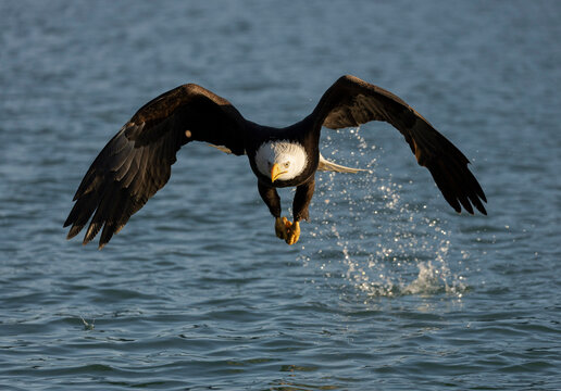 Bald Eagle Rising from Water Trailing Droplets near Homer, Alaska