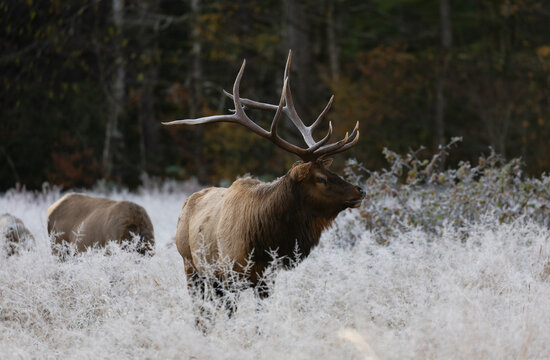 Herd Bull in Forst covered brush on Cold morning