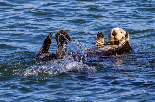 Sea otters in Morro Bay
