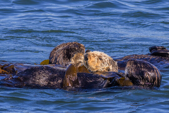 Sea otters in Morro Bay