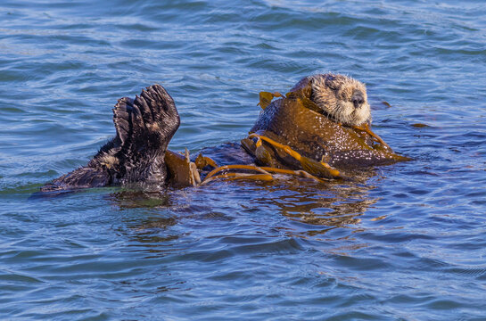 Sea otters in Morro Bay
