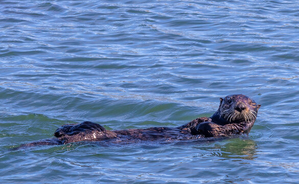 Sea otters in Morro Bay