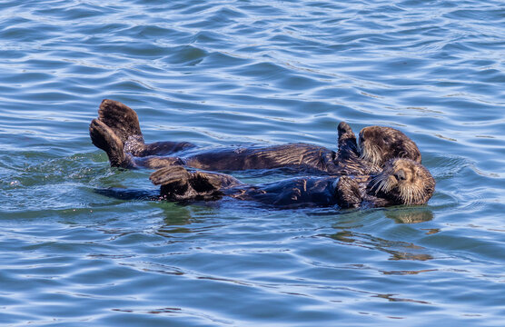 Sea otters in Morro Bay