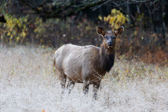 Alert Cow Elk Looking toward viewer, North Carolina