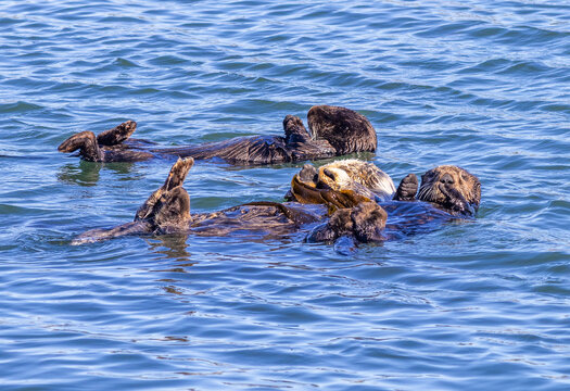 Sea otters in Morro Bay