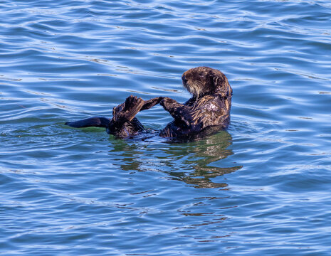 Sea otters in Morro Bay