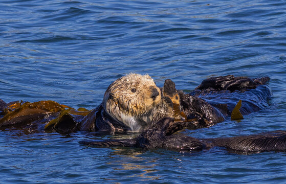 Sea otters in Morro Bay