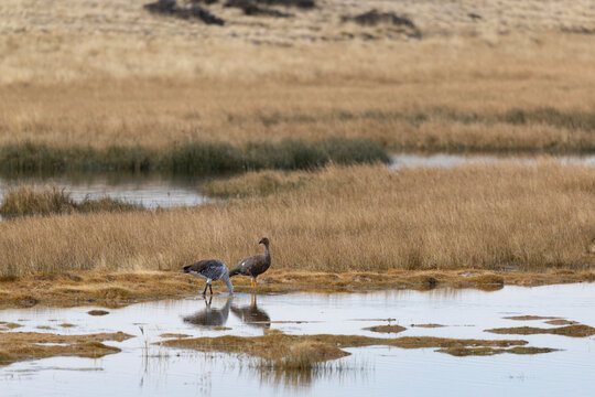 Patagonian upland geese pair in wetland marshland