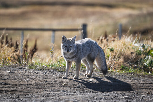 Patagonian fox foraging for food