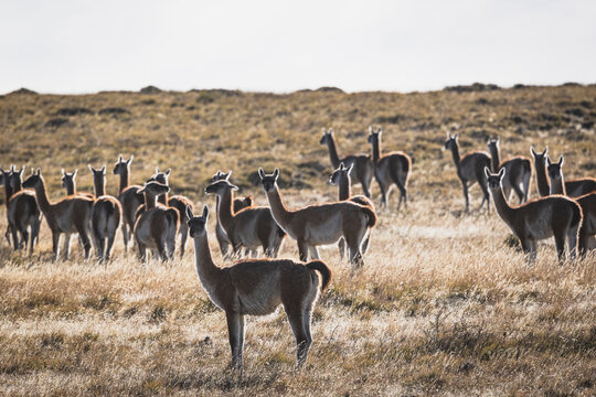 Patagonian guanacos on the roadside