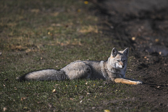 Patagonian fox foraging for food