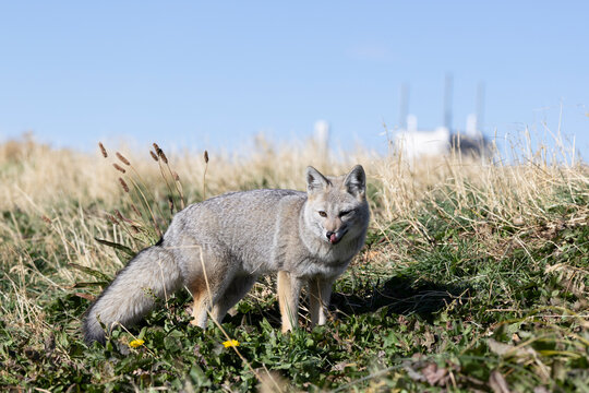 Patagonian fox foraging for food