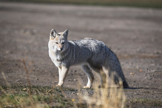 Patagonian fox foraging for food