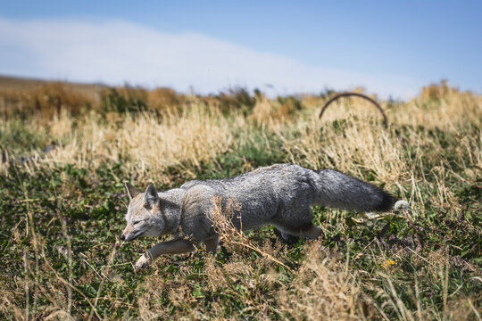 Patagonian fox foraging for food