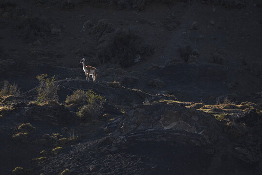 Guanaco over the mountain with the first lights