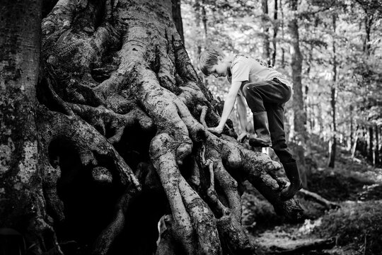 Young boy climbing massive forest tree roots