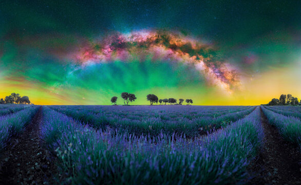 Milky Way and Green Airglow Above Lavender Field