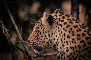 Leopard side profile portrait in natural habitat, African wildlife safari © Rebekka