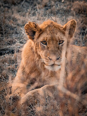 Fototapeta premium Close up portrait of lion cub in natural habitat, African wildlife safari