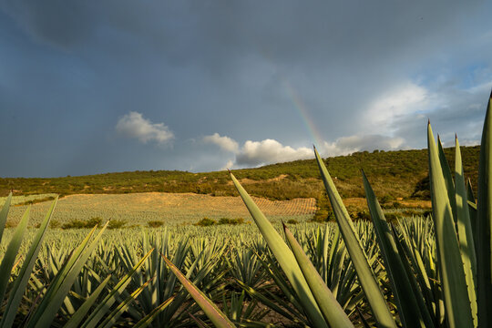 Campo de agave con arcoiris  en Oaxaca Mexico
