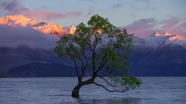 Wanaka Tree Sunrise Timelapse 4k