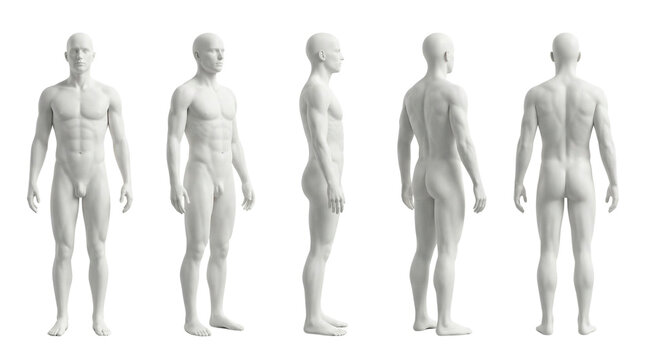 Anatomical male body model set, 3D human figure in front side and back views, white athletic man mannequin for medical and fitness study isolated PNG with Transparent Background