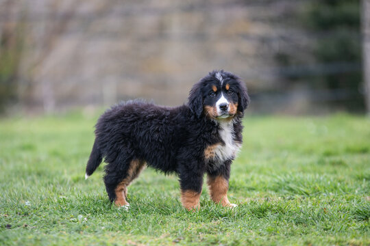 Adorable chiot bouvier bernois assis dans l'herbe
