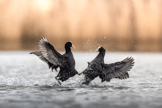 Bl&auml;sshuhn Revierkampf auf dem See