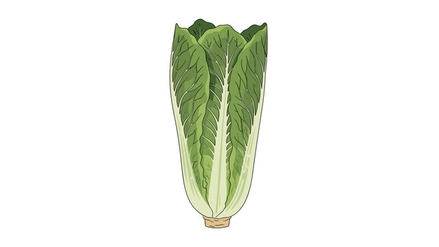 Fresh green Romaine lettuce head with long detailed leaves and a white base isolated on a plain white background.