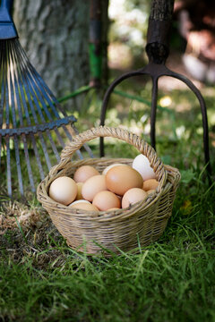 Fresh farm eggs in wicker basket on green grass