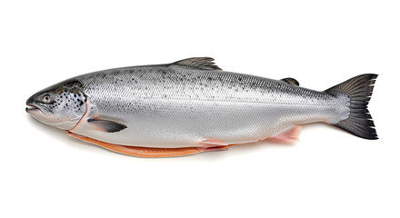 Obraz premium Fresh whole raw salmon fish lying isolated on clean white background prepared for cooking delicious healthy seafood diet meal in fine dining restaurant