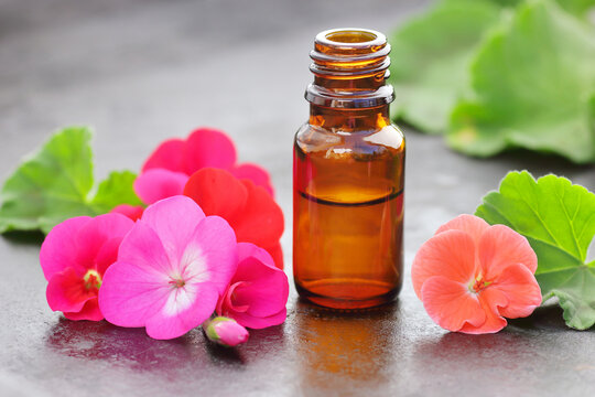 Geranium oil in a glass cup with flowers on black  background, closeup, stress healing spa and aromatherapy, natural medicine and naturopathy concept