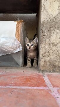 Little stray kitten scared and looking out for the mother cat