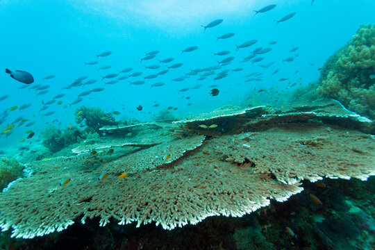  Table corals and schooling fish on tropical coral reef in Bohol, Philippines
