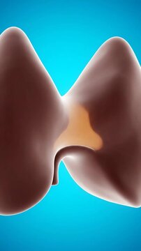 Medical Animation of the Human Thyroid Gland Showing Hormonal Activity.