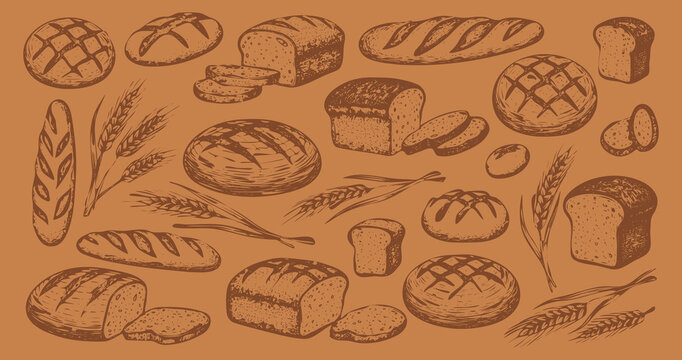 Collection of vintage sourdough bread bakery hand-drawn sketch style; rustic artisan loaves and wheat stalks vector illustration drawing set for organic background
