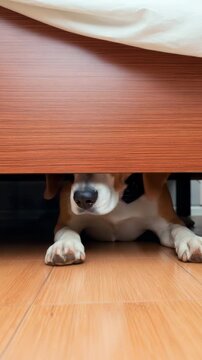 Scared beagle dog hiding under the bed