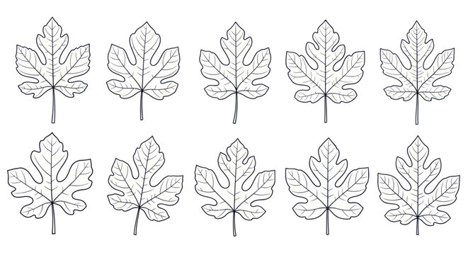 Fig Leaves Pattern, Hand Drawn Botanical Illustration, Black and White Outline Art