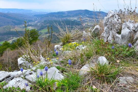 Wild garden with yellow and blue grape hyacinth (Muscari botryoides) flowers at Bržanija, Istria, Primorska, Slovenia