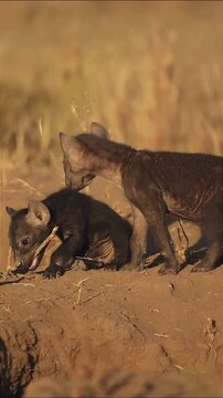 Aardwolf Pups Playing in Dry Savanna