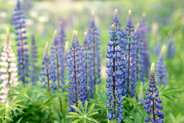 Obraz premium Blooming lupine flower (Lupinus), lupine field with pink purple and blue flowers.