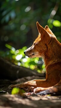 Close-up Portrait of a Dingo Lying Down in Natural Sunlight.