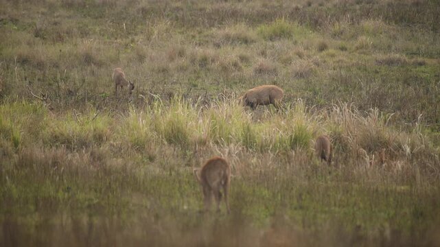A peaceful scene featuring a group of Hog deer grazing in a lush field surrounded by trees and distant hills, evoking tranquility and nature.
