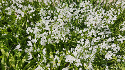 Fototapeta premium In April, Wild Garlic (Allium ursinum) with white, star-like flowers in a rounded cluster (umbel) on a single, leafless stalk