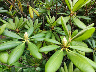 Obraz premium Close-up of green rhododendron leaves with buds. Glossy foliage with visible veins, natural light