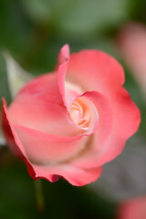 Fototapeta premium Blumen 1448
