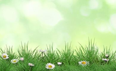 Naklejka premium Beautiful daisies growing among green grass outdoors. Spring flowers