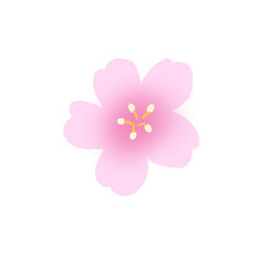 Fototapeta premium Cherry blossom icon