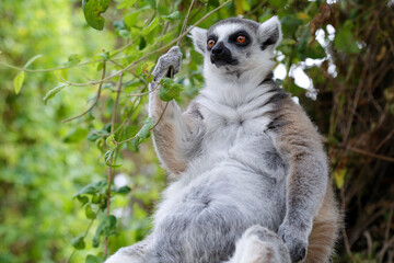Fototapeta premium A ring‑tailed lemur resting on a tree branch surrounded by lush green foliage, with vivid detail and expressive eyes.