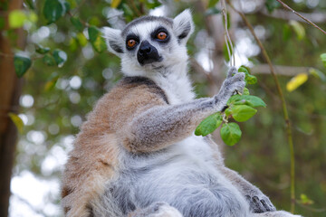 Fototapeta premium A ring‑tailed lemur resting on a tree branch surrounded by lush green foliage, captured with vivid detail and expressive eyes.
